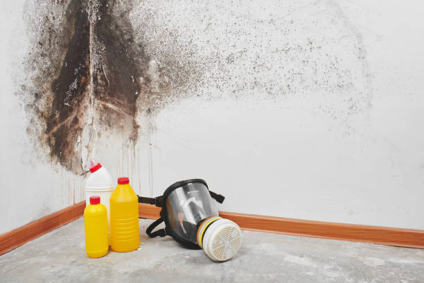 Mold Documentation for Insurance Claims in Wise, VA